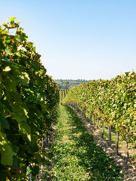 vignoble-domaine-des-Pascales