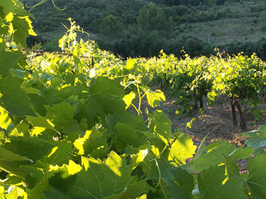 vignes-domaine-des-Pascales